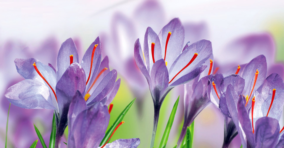 mehr Saffron, The best Persian Saffron