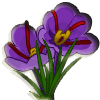 Follow Us on Persian Saffron