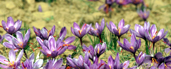 mehr-saffron-persian-saffron-slide33