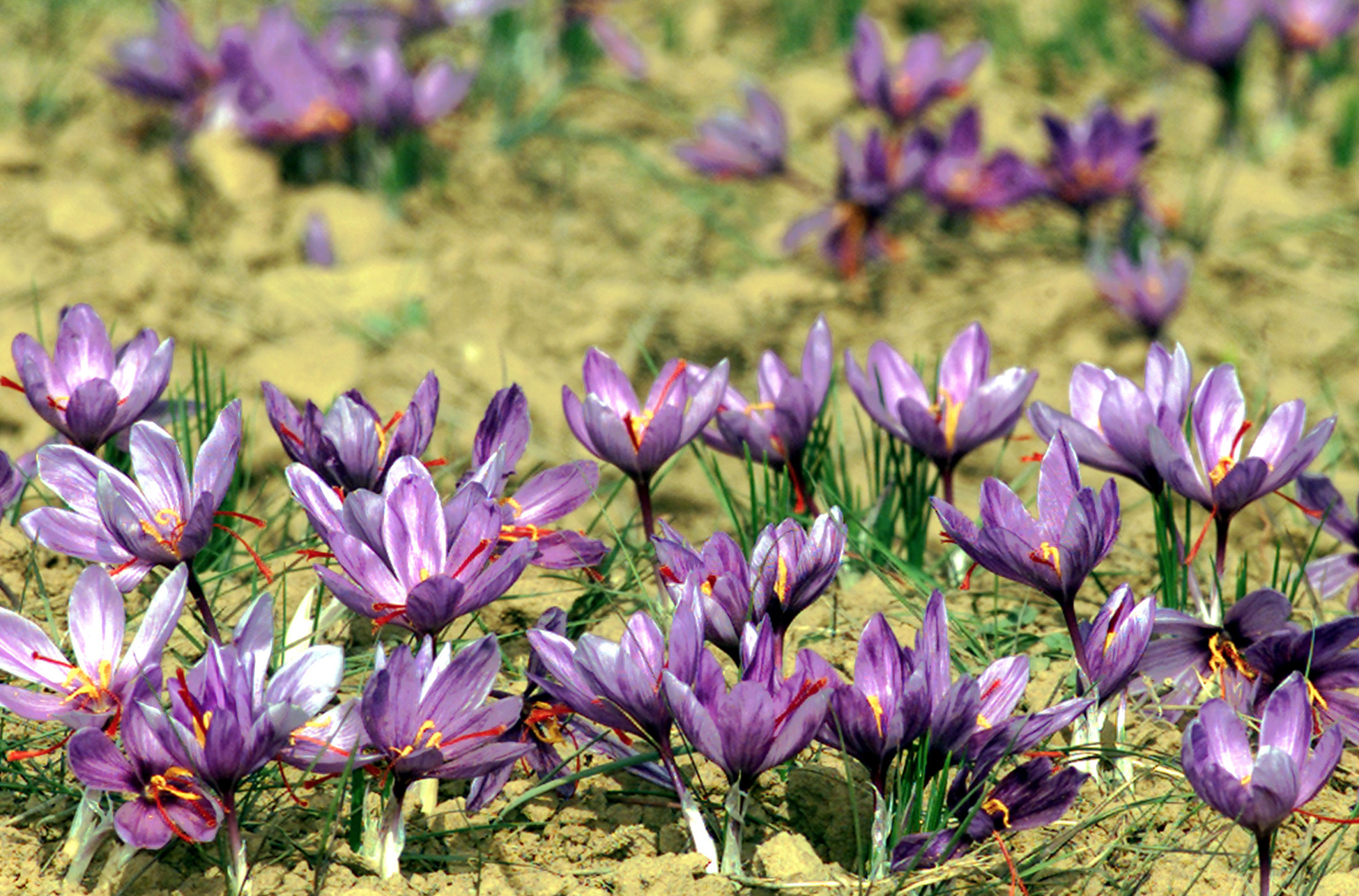 mehr-saffron-persian-saffron-slide33