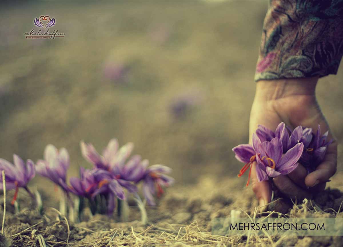 Afghan Saffron Blog1